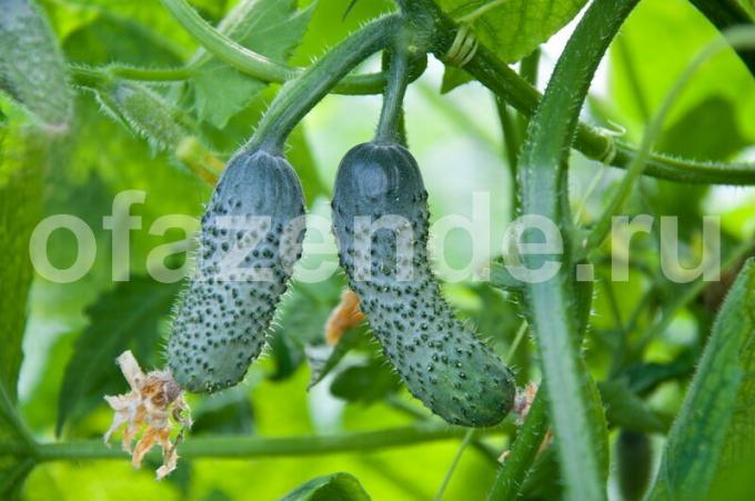 Pepinos Fertilizar consejos: