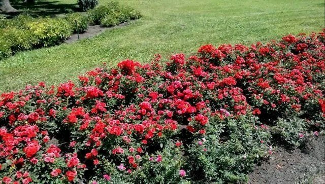La poda de rosas en la primavera: reglas, consejos, consejos