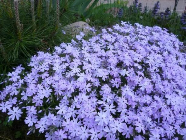 Alfombra fragante: Cinco de las mejores plantas perennes, la cobertura del suelo para macizos de flores y jardines