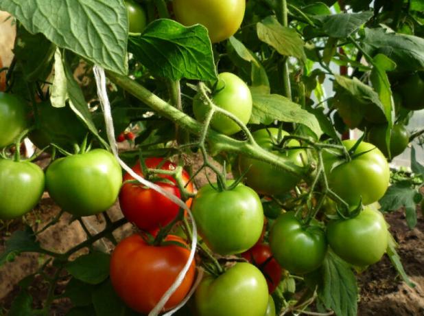 tomate "Snegirek"