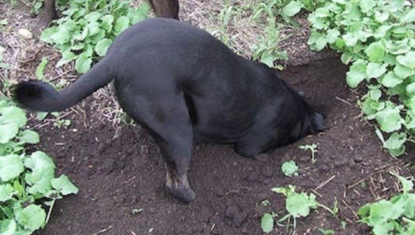 Cómo asustar a los perros de la vecindad para cavar un huerto y correr alrededor de las camas del jardín