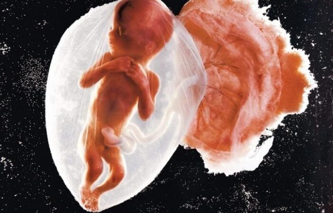 Primera Foto embrión bebé.