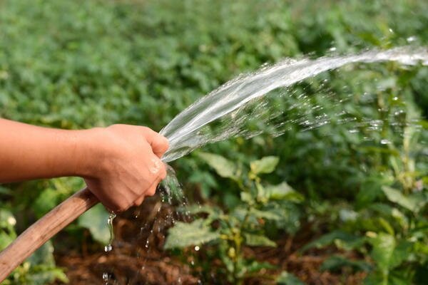 ¿Es posible regar las plantas en el jardín con agua fría? mi experiencia