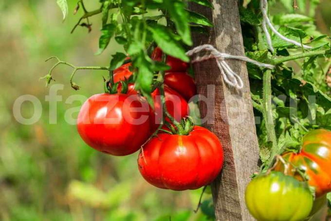 La producción de tomate en un invernadero dulces