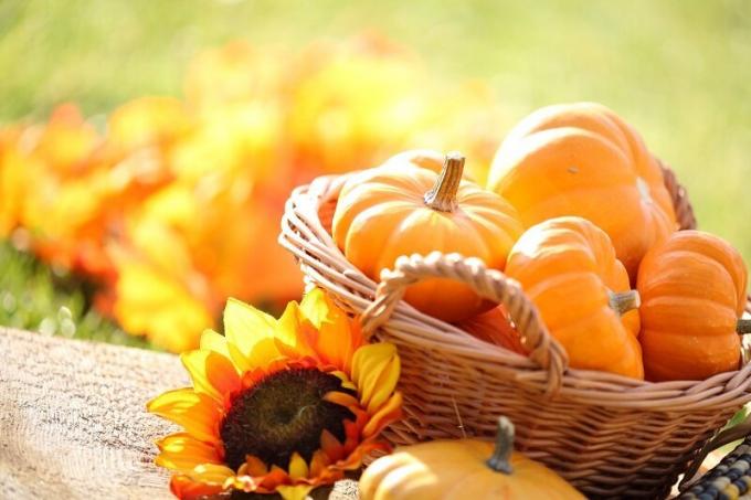 Opciones de calabaza preparativos para el invierno