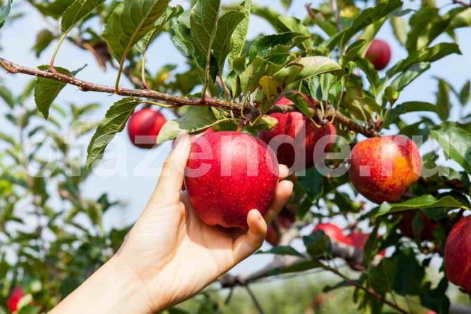 El cultivo de árboles de manzana. Ilustración para un artículo se utiliza para una licencia estándar © ofazende.ru