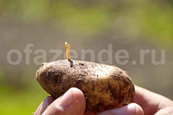 Los gusanos de alambre en las patatas. Ilustración para un artículo se utiliza para una licencia estándar © ofazende.ru