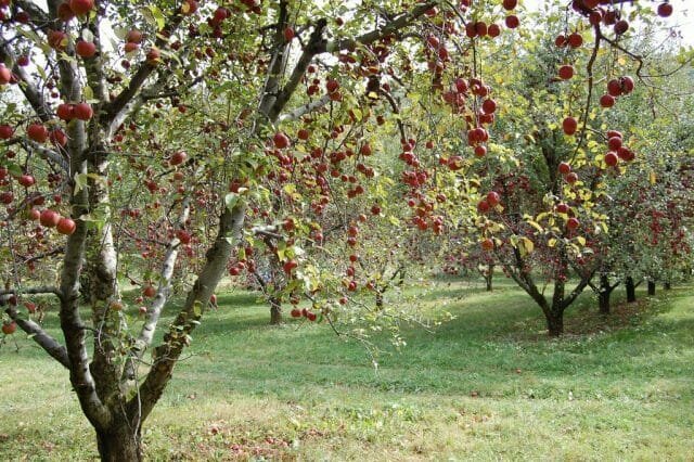 huerto de manzanas