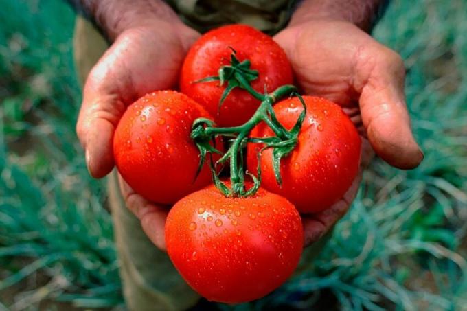 La receta de la abuela de edad de vestido de los tomates, lo que da una rica cosecha