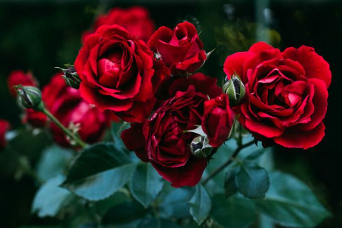 Cómo guardar las plantas de rosa a la primavera - la fecha de emisión. Ilustración para un artículo se utiliza para una licencia estándar © ofazende.ru