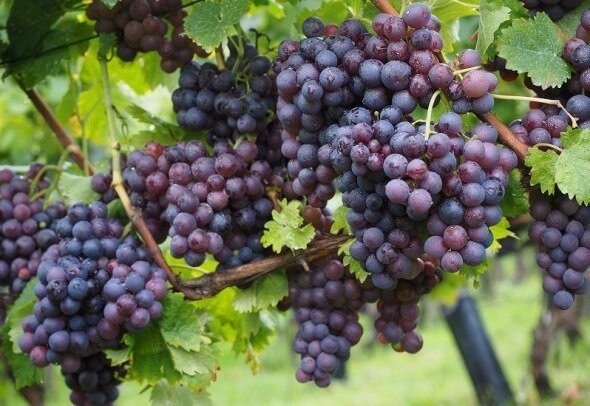 Cómo plantar y cuidar las viñas para obtener una buena cosecha
