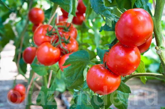 Cómo y cuándo para rociar los tomates para preservar y aumentar la cosecha