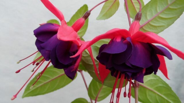flores dobles con sépalos y pétalos de color carmesí de color púrpura oscuro