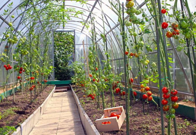 La producción de tomate en el invernadero. Ilustración para un artículo se utiliza para una licencia estándar © ofazende.ru