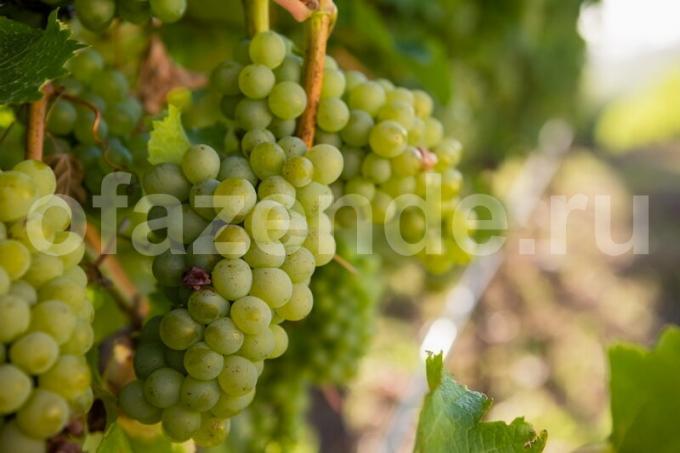 Cultivo de la uva. Ilustración para un artículo se utiliza para una licencia estándar © ofazende.ru