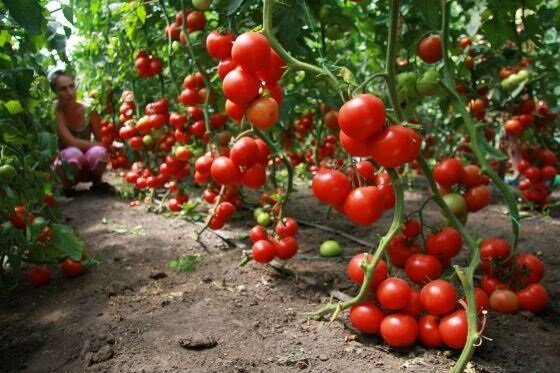 ¿Cómo hacer crecer tomates (tomates)