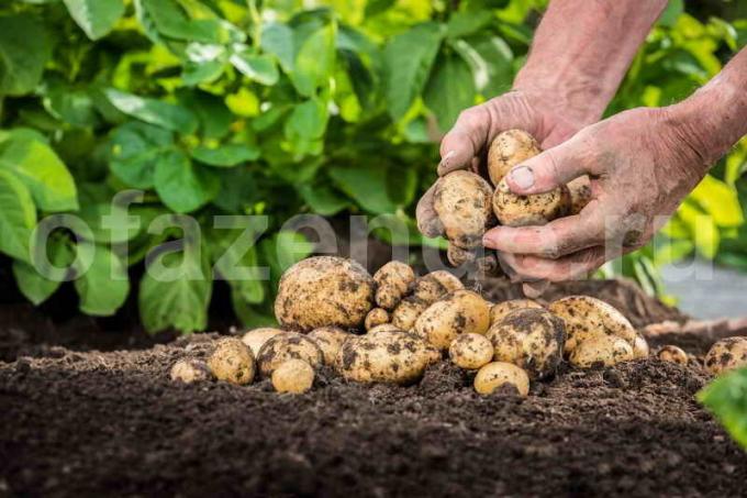 Enfermedad de la patata durante el almacenamiento