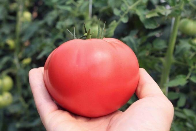 ¿Cómo aumentar el contenido de azúcar de los tomates, si son "verdes". receta fácil
