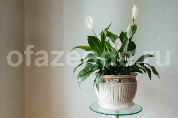 Hermosa planta de interior Spathiphyllum (felicidad hembra)