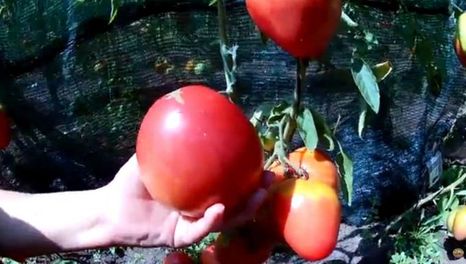 "Carne" Nunca es demasiado. Top 3 mayoría de las variedades carnosas y productivos de los tomates para sus invernaderos y jardines