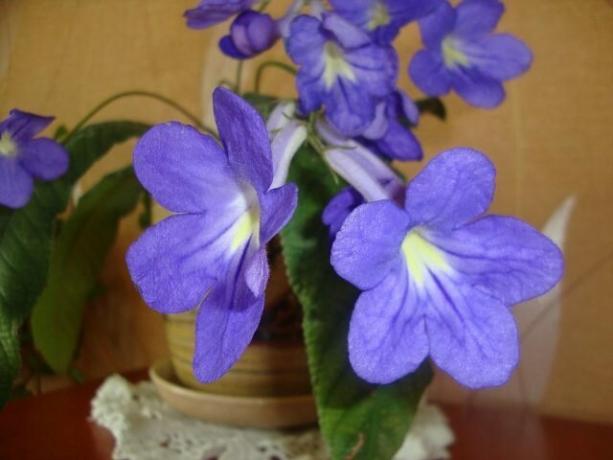 flor inusual para el hogar y sin problemas