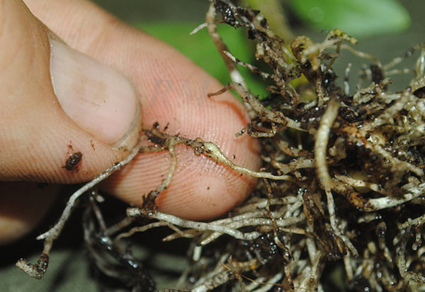 Previene la aparición de los nematodos parásitos en la próxima temporada