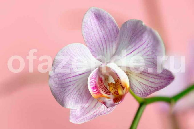 Todo lo que necesita saber acerca de la floración de las orquídeas