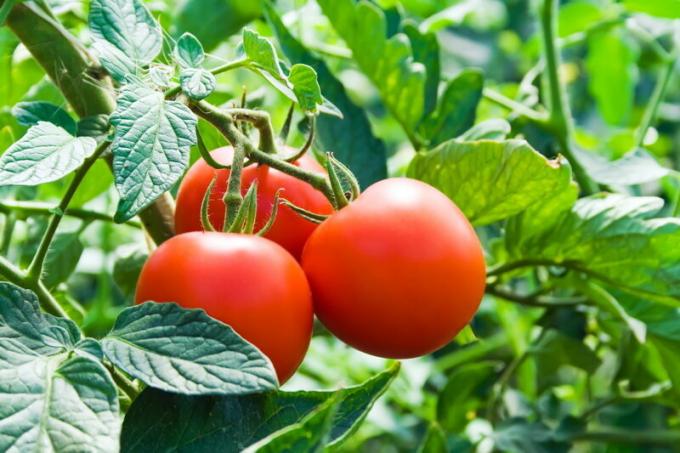 Los tomates no deben ser plantadas después de fresas. Ilustración para un artículo se utiliza para una licencia estándar © ofazende.ru