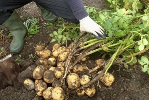 ¿Cómo hacer crecer las patatas tempranas
