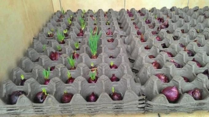 Cómo garantizado para cultivar cebollas verdes en casa.