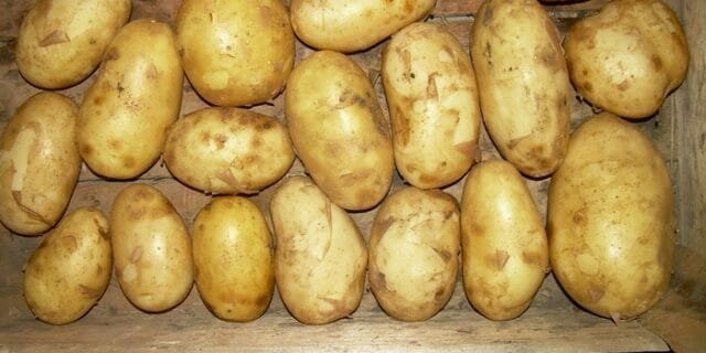 patatas grado "Bronnitsky"