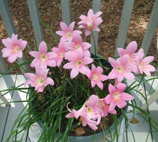 Crecemos zephyranthes (advenedizos) en el hogar