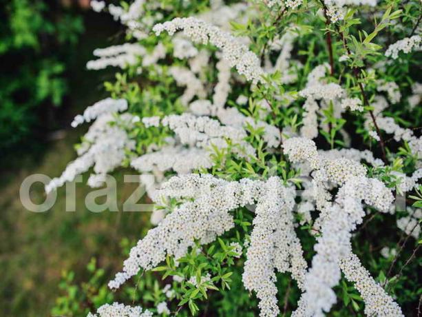 Spiraea crecer a partir de esquejes: consejos prácticos