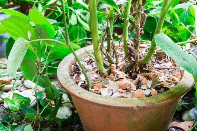 El uso de cáscara de huevo en el país y el hogar