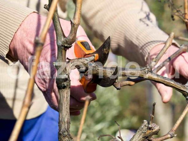 Errores cuando las uvas de corte