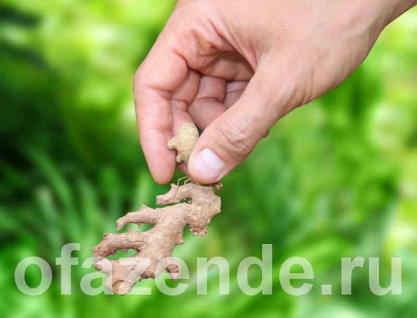 El cultivo de jengibre en el hogar