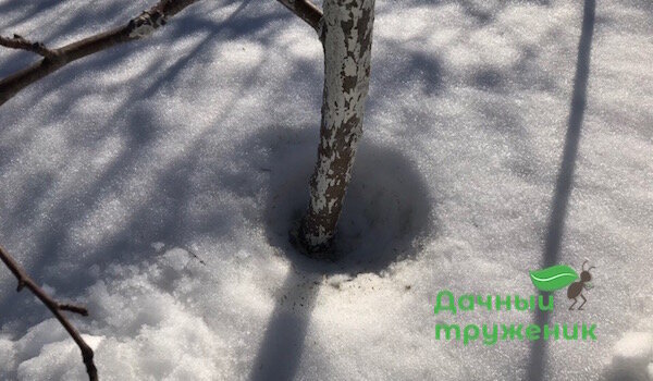 Fusión de la nieve alrededor del tronco con cal. 