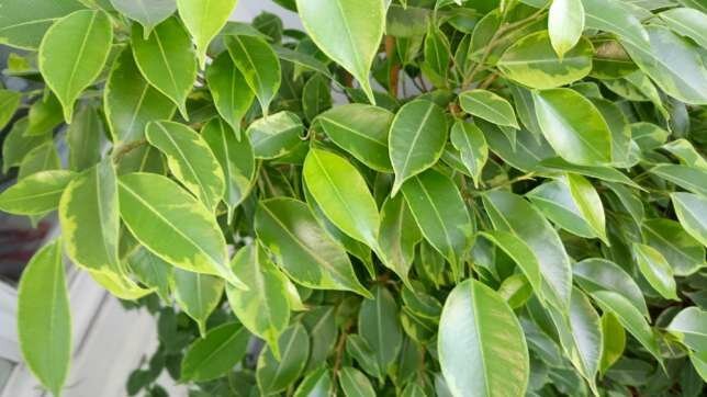 Lo que quiere Ficus benjamina? 5 consejos simples para el crecimiento saludable