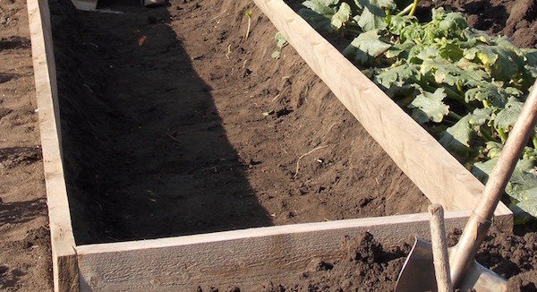 4, el método de aplicación agujas útiles en el jardín