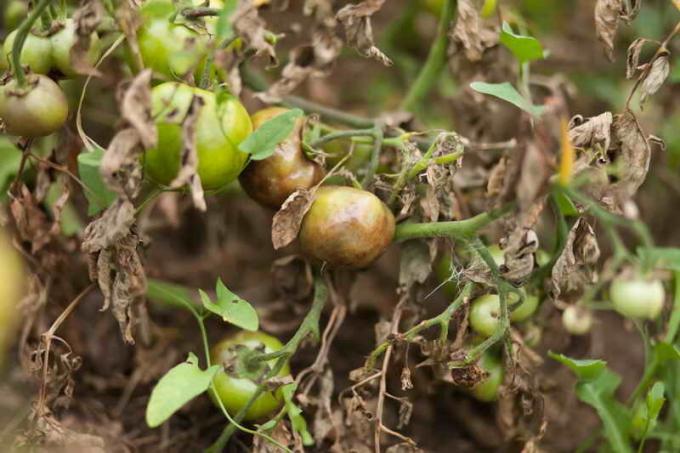 Cómo proteger a los tomates de tizón tardío