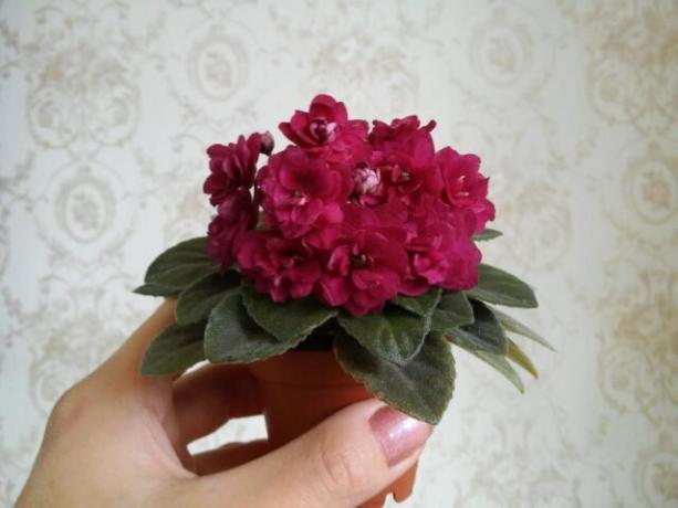 Como floristas experimentados lograr la floración violetas tapa