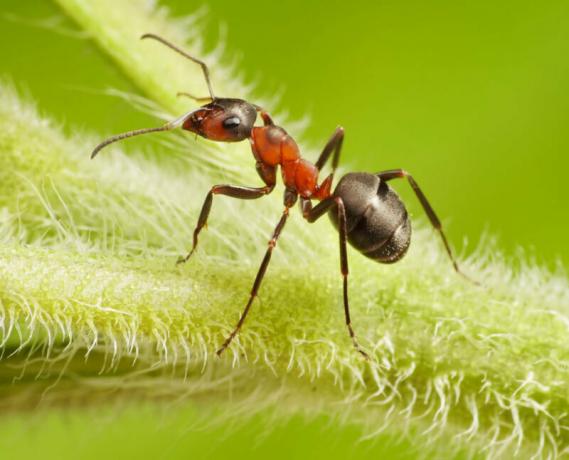 Para las hormigas de jardín - este es un problema real. Ilustración para un artículo se utiliza para una licencia estándar © ofazende.ru