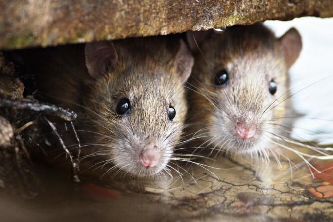Lo que los ratones de aislamiento no muerden? Los resultados del experimento.