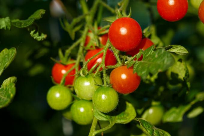 tomates cherry son adecuados para el interior del jardín. Ilustración para un artículo se utiliza para una licencia estándar © ofazende.ru