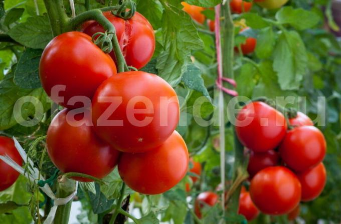 el cultivo de tomates. Ilustración para un artículo se utiliza para una licencia estándar © ofazende.ru