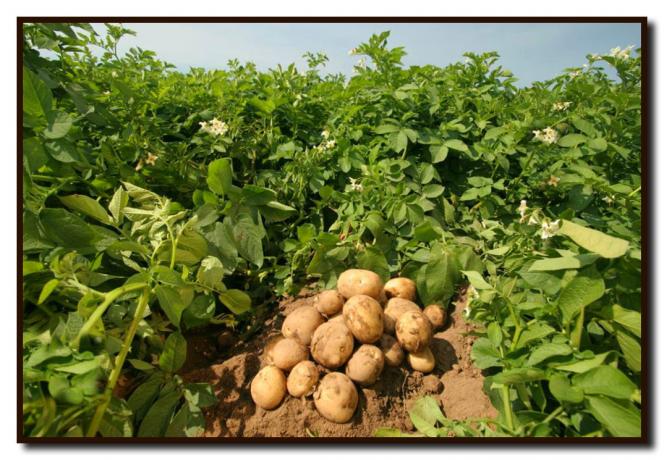 ¿Cómo lograr una cosecha récord de patatas en su tierra por un tiempo corto