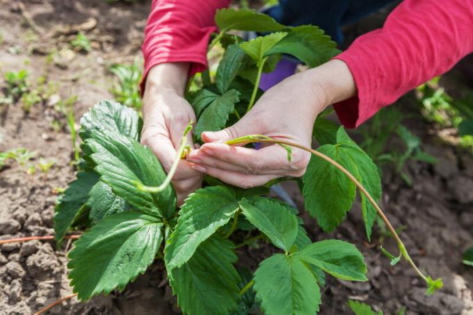 Cortar las hojas de las fresas y el bigote