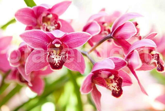 el cultivo de orquídeas. Ilustración para un artículo se utiliza para una licencia estándar © ofazende.ru