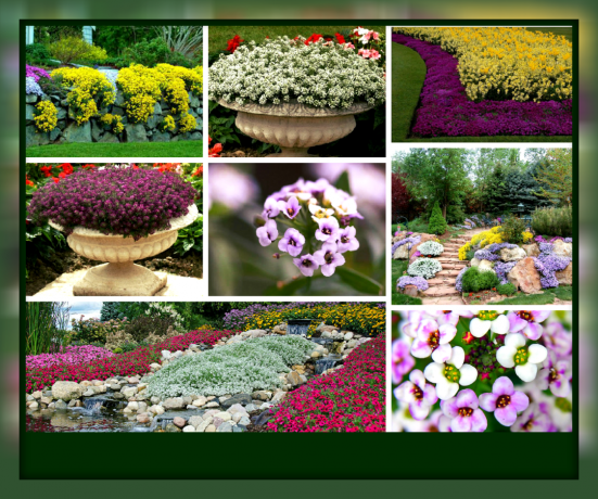 Lobulyariya - alfombra de floración de lujo para su jardín