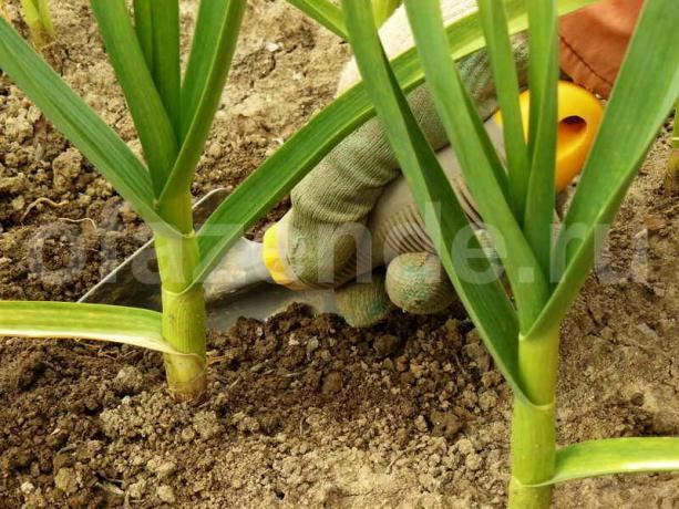 Ajo de siembra en otoño: trucos rica cosecha